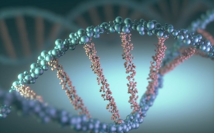 struktura dna