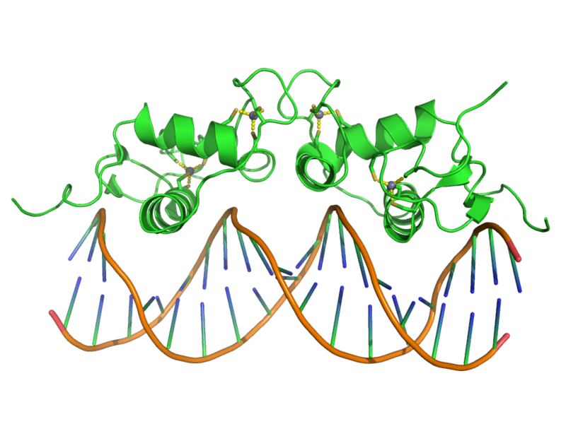 dna dna
